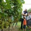 affiche De la vigne au vin - Coteau du Braden - Journées du Patrimoine 2022